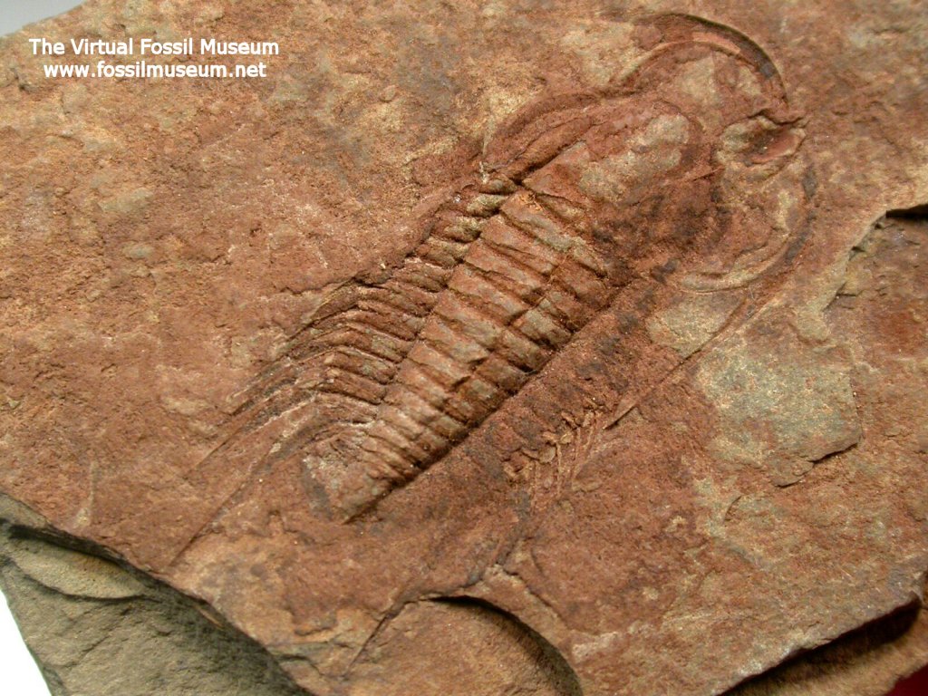 Bathynotus elongatus Trilobite from Kaili Biota