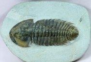 Bondonella szduyi Museum Trilobite