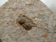 Ptychagnostus michaeli Trilobite