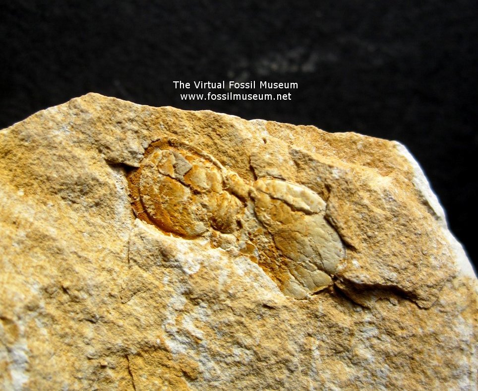 Agnostid Trilobite from Tasmania