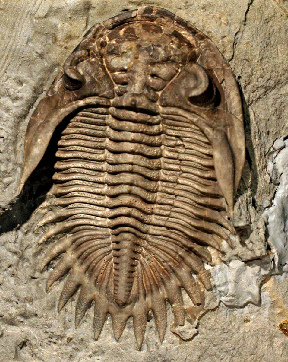 Bellacartwrightia Trilobite