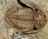 Bellacartwrightia Trilobite