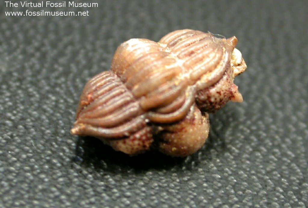 Encrinuroides Trilobite from Ordovician Oklahoma