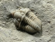 Spathacalymene Trilobite