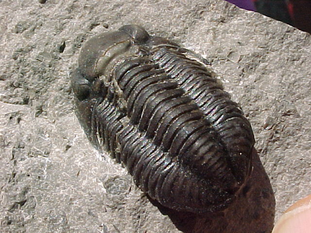 Basidechenella rowi New York Trilobite
