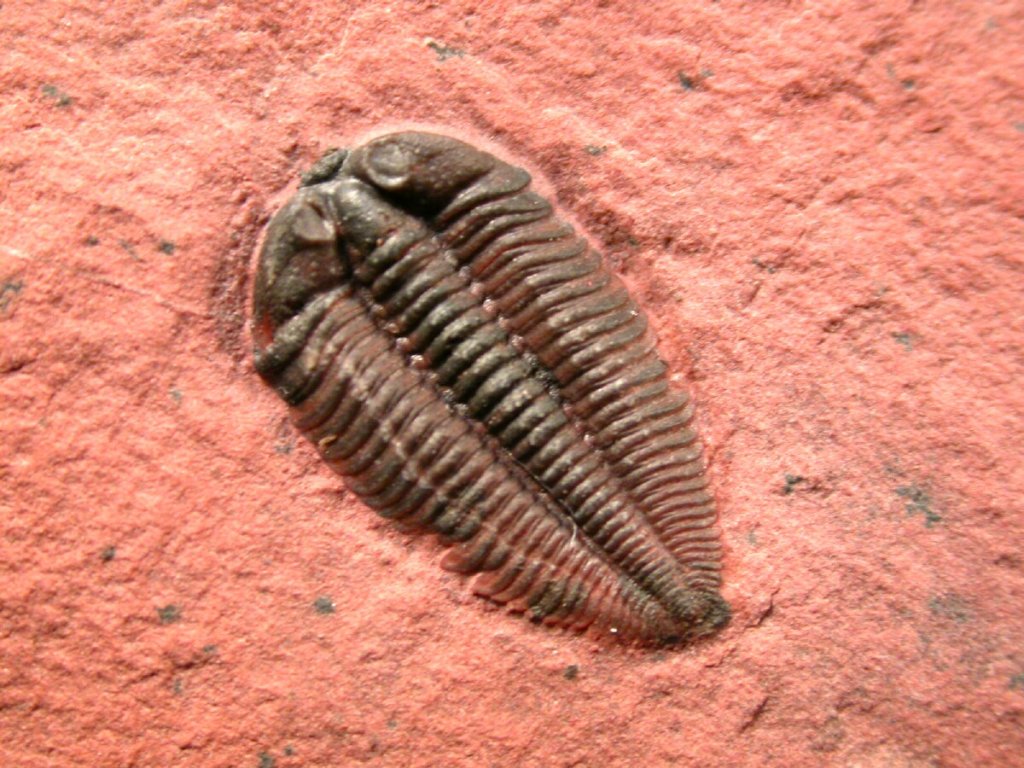 Menomonia Trilobite