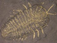 Triarthrus Trilobite with Legs & Antenna Preserved