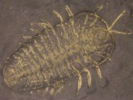 Triarthrus eatoni Trilobite