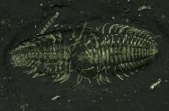 Triarthrus eatoni Ordovician Trilobites