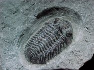 Acastocephala Trilobite